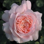 Myriam (Мириам) Amazing Grace (Эмейзинг Грейс)